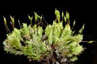 Attēlu rezultāti vaicājumam “Fissidens osmundoides”