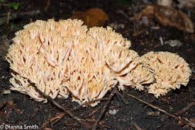 Attēlu rezultāti vaicājumam “Ramaria formosa”