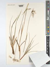 Attēlu rezultāti vaicājumam “Eriophorum latifolium leaf”