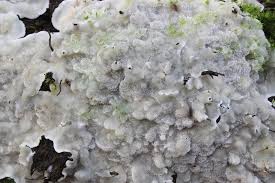 Attēlu rezultāti vaicājumam “Physisporinus vitreus”