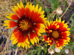 Image result for Gaillardia pulchella