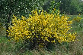 Attēlu rezultāti vaicājumam “Cytisus scoparius flower”