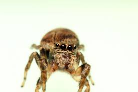 Attēlu rezultāti vaicājumam “Evarcha falcata female”