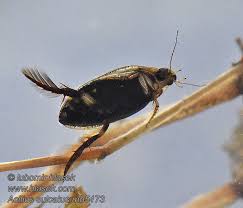 Attēlu rezultāti vaicājumam “Acilius sulcatus”