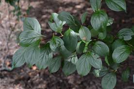 Attēlu rezultāti vaicājumam “Aronia melanocarpa leaf”