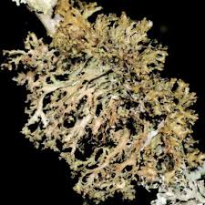 Attēlu rezultāti vaicājumam “Tuckermannopsis chlorophylla”