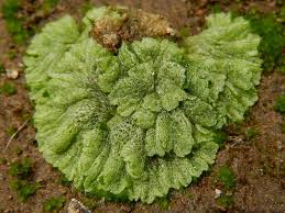 Attēlu rezultāti vaicājumam “Riccia cavernosa”