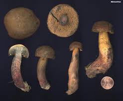 Attēlu rezultāti vaicājumam “Boletus luridus”