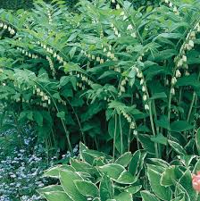 Attēlu rezultāti vaicājumam “Polygonatum multiflorum  leaf”
