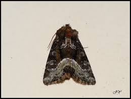 Attēlu rezultāti vaicājumam “Oligia sp.”