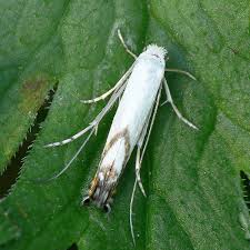 Attēlu rezultāti vaicājumam “Lyonetia prunifoliella”