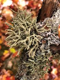 Attēlu rezultāti vaicājumam “Evernia mesomorpha”