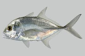 Image result for Caranx ignobilis