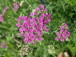 Image result for Achillea millefolium