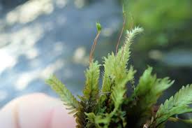 Attēlu rezultāti vaicājumam “Fissidens adianthoides”