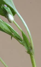 Attēlu rezultāti vaicājumam “Viola rupestris bud”