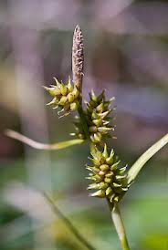 Attēlu rezultāti vaicājumam “Carex lepidocarpa leaf”