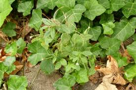 Attēlu rezultāti vaicājumam “Epilobium roseum leaf”