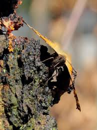 Attēlu rezultāti vaicājumam “Nymphalis xanthomelas upperside”