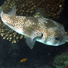 Image result for Diodon hystrix