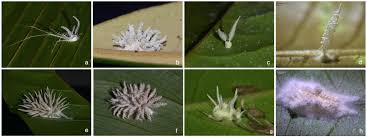 Attēlu rezultāti vaicājumam “Torrubiella arachnophila”