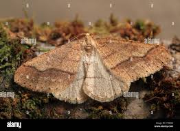 Attēlu rezultāti vaicājumam “Agriopis marginaria”