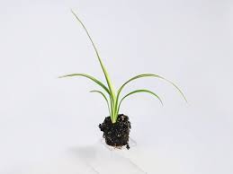 Attēlu rezultāti vaicājumam “Dianema nivale sessile”