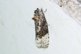 Attēlu rezultāti vaicājumam “Apotomis betuletana”