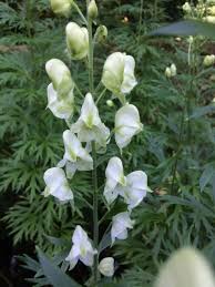 Attēlu rezultāti vaicājumam “Aconitum napellus bud”