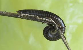 Attēlu rezultāti vaicājumam “Ommatoiulus vilnensis”