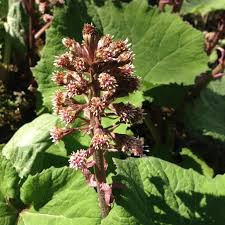 Attēlu rezultāti vaicājumam “Petasites hybridus flower”