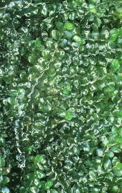 Attēlu rezultāti vaicājumam “Jungermannia sphaerocarpa sporophyte”