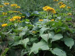 Image result for Telekia speciosa
