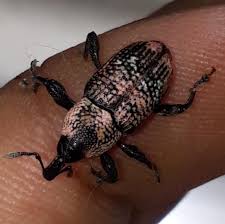 Image result for Coleoptera Curculionoidea