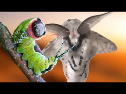 Attēlu rezultāti vaicājumam “Cerura vinula larva”