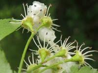 Attēlu rezultāti vaicājumam “Crataegus x macrocarpa”