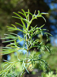 Attēlu rezultāti vaicājumam “Anethum graveolens leaf”