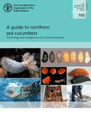 Image result for Cucumaria frondosa