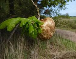 Attēlu rezultāti vaicājumam “Quercus robur fo. pectinata”