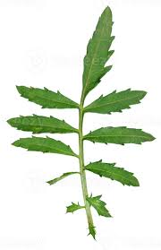 Attēlu rezultāti vaicājumam “Tagetes leaf”