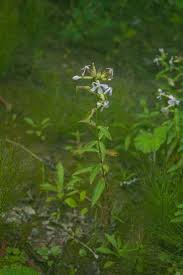 Attēlu rezultāti vaicājumam “Saponaria officinalis”