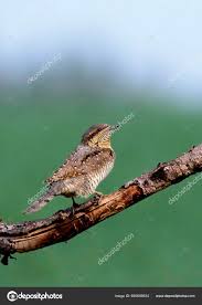 Image result for Jynx torquilla