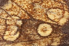 Attēlu rezultāti vaicājumam “Gortyna flavago”