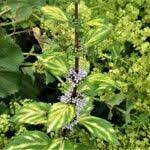 Attēlu rezultāti vaicājumam “Mentha x verticillata leaf”