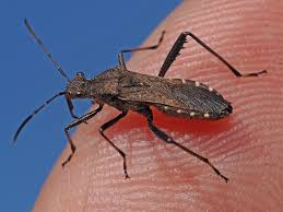 Attēlu rezultāti vaicājumam “Alydus calcaratus”