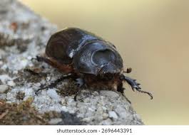 Attēlu rezultāti vaicājumam “Oryctes nasicornis”