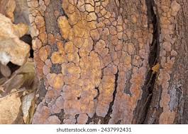 Attēlu rezultāti vaicājumam “Xylobolus frustulatus”