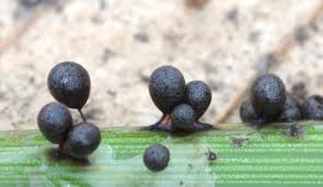 Attēlu rezultāti vaicājumam “Lamproderma echinosporum macro”