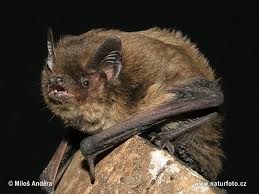 Attēlu rezultāti vaicājumam “Pipistrellus nathusii”