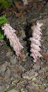 Attēlu rezultāti vaicājumam “Lathraea squamaria flower”